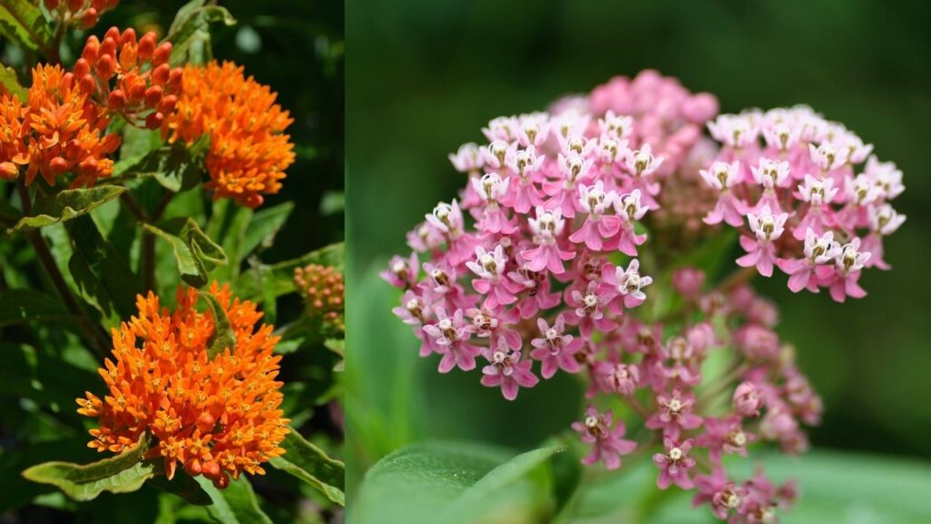 Milkweed (Asclepias spp.)