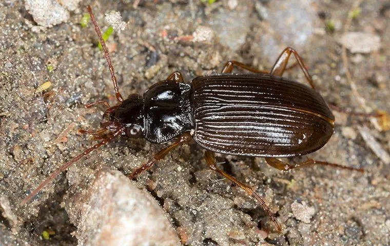 Ground Beetles