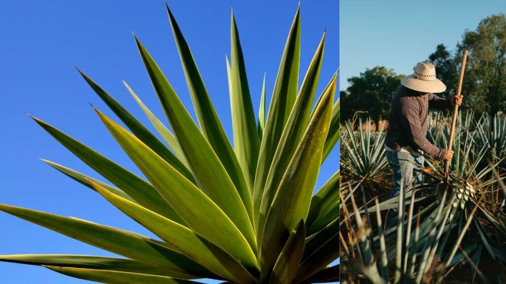 Agave