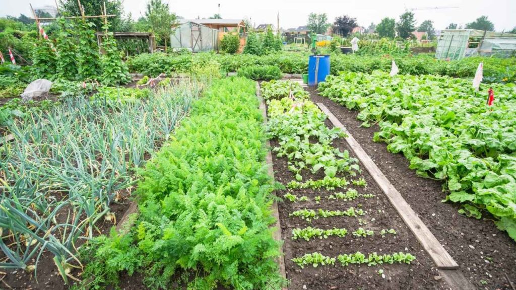 An abundant no-till garden bed flourishing with vegetables and flowers.