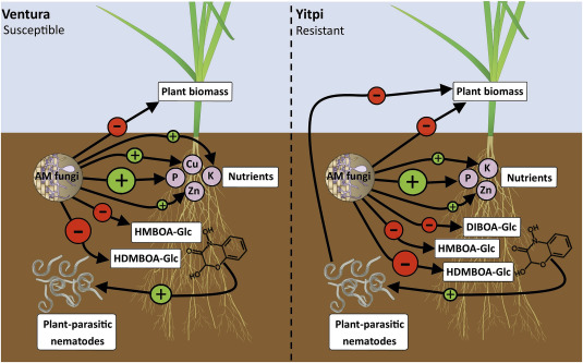 An infographic showing how mycorrhizal fungi interact with plant roots to enhance nutrient uptake