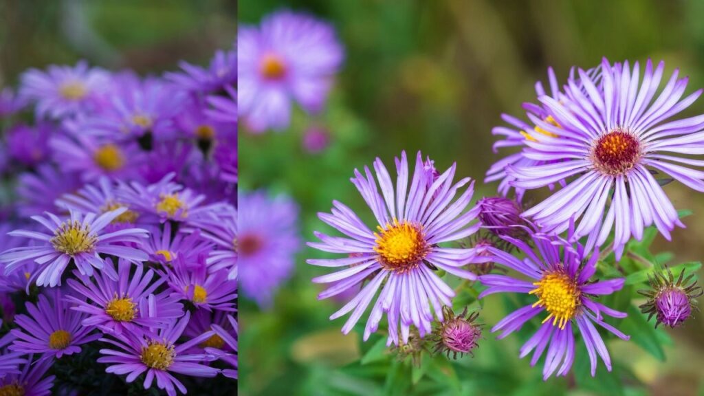 Aster (Symphyotrichum spp.)