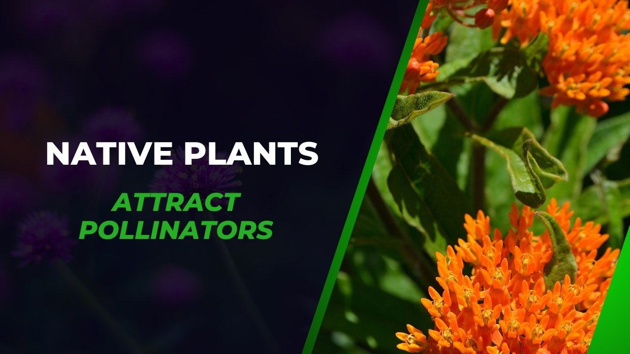 Native Plants to attract pollinators