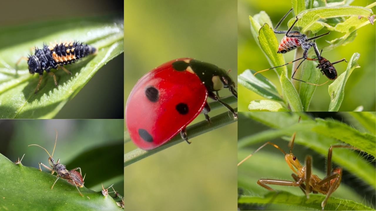 Beneficial Insects to Your Garden