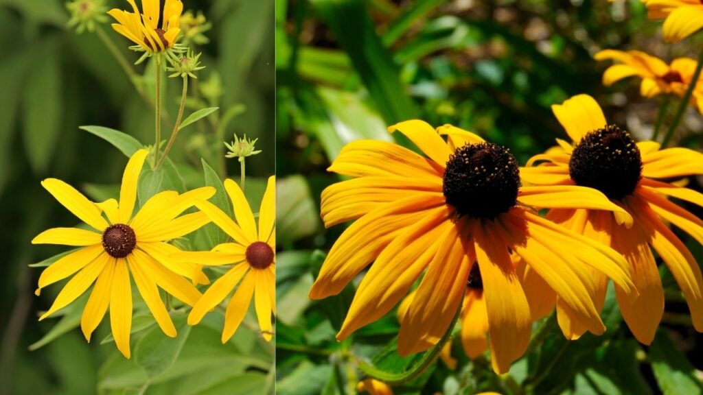 Black-Eyed Susan (Rudbeckia hirta)