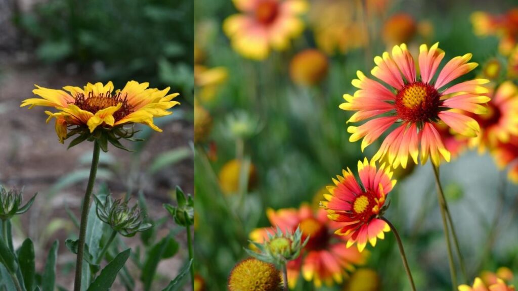 Blanket Flower (Gaillardia)