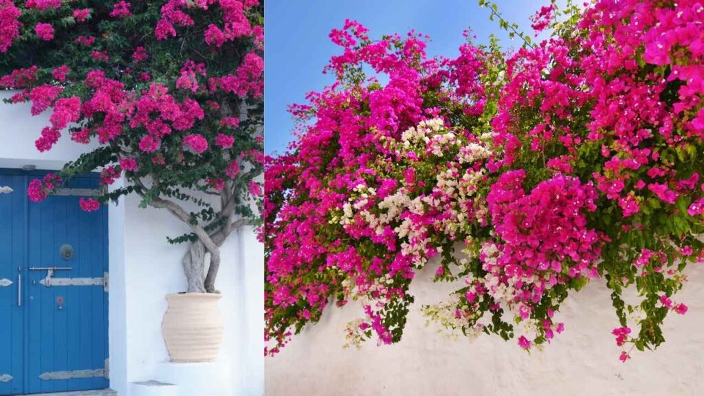 Bougainvillea