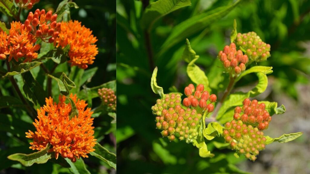 Butterfly Weed (Asclepias tuberosa)