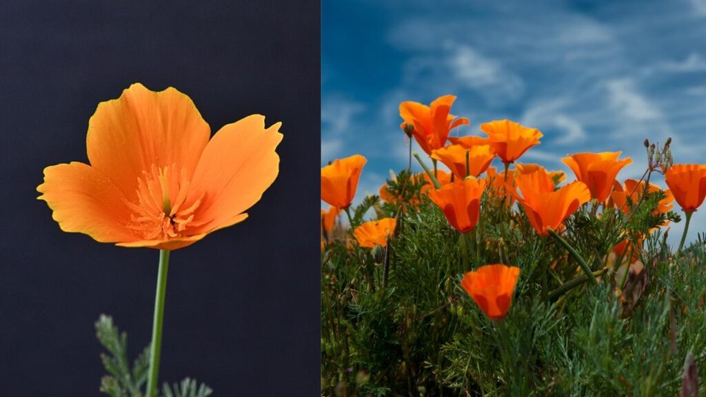 California Poppy