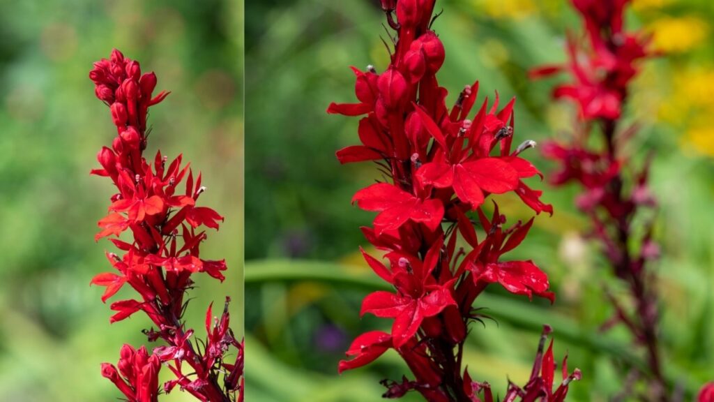 Cardinal Flower (Lobelia cardinalis)