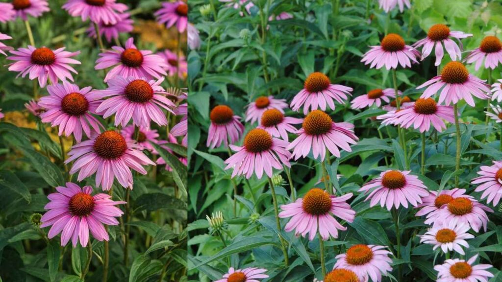 Coneflower (Echinacea)