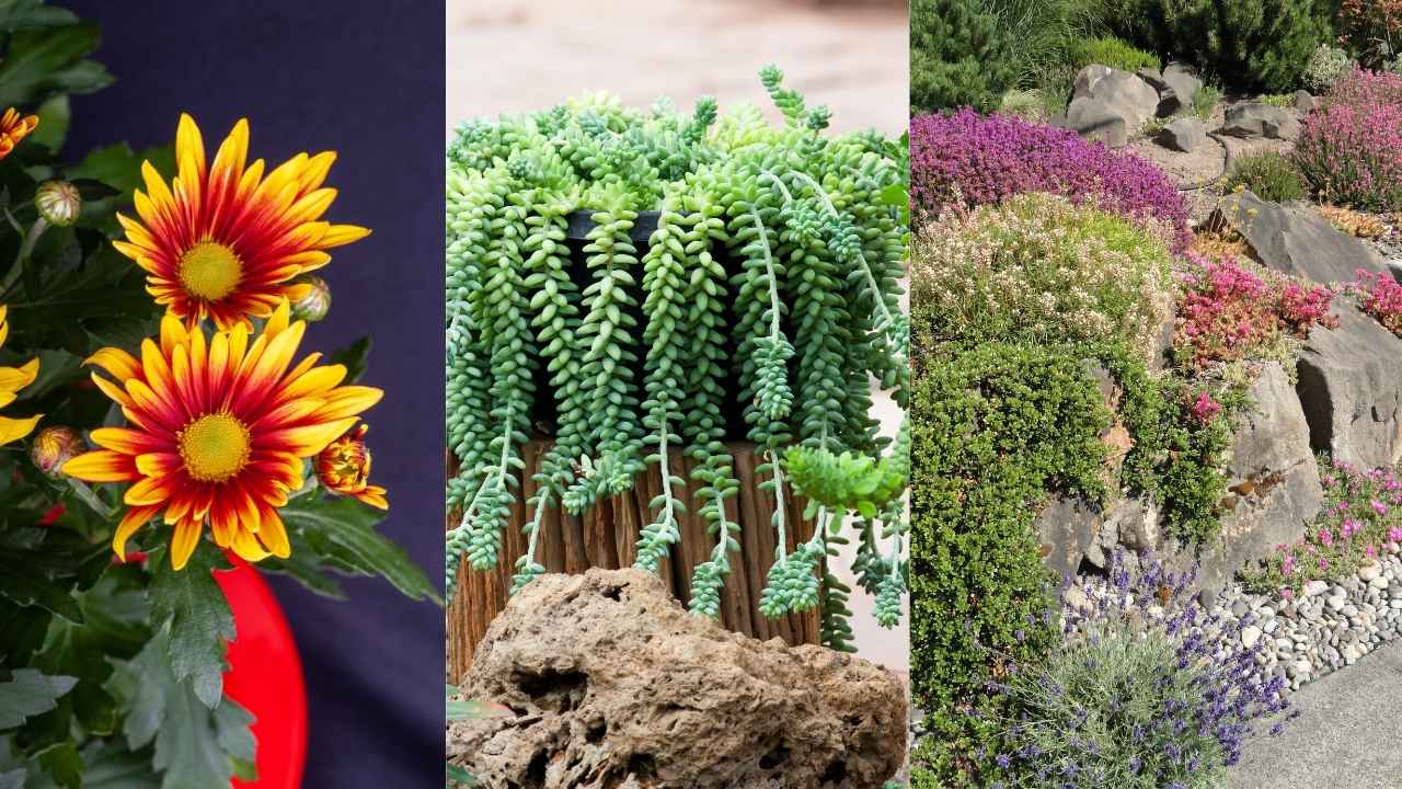 Drought-Tolerant Plants