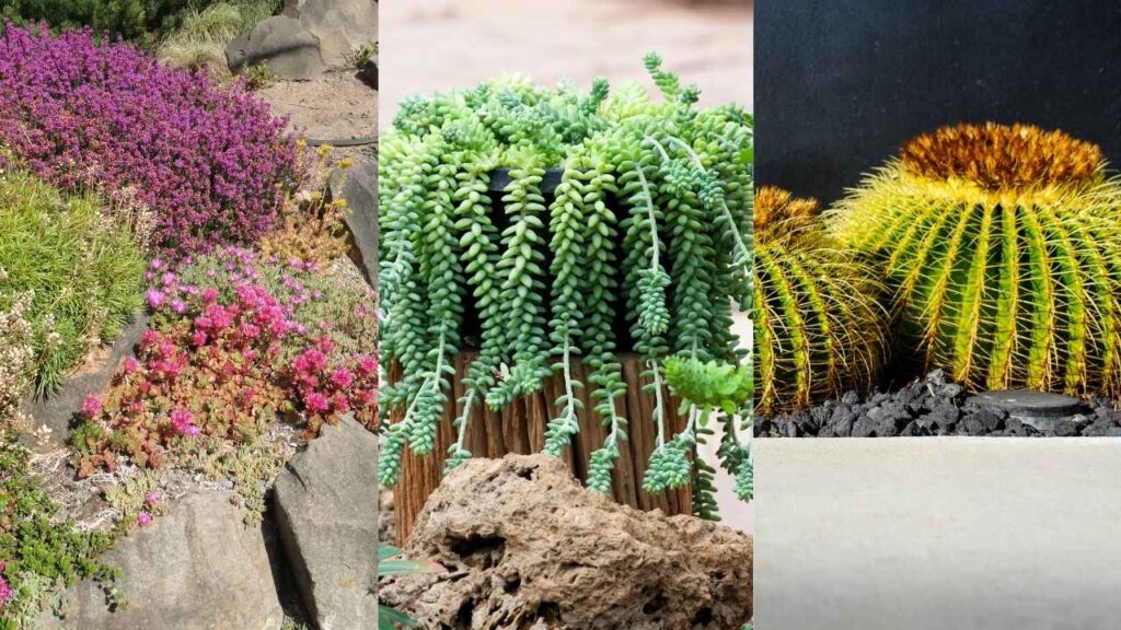 Drought-Tolerant Plants