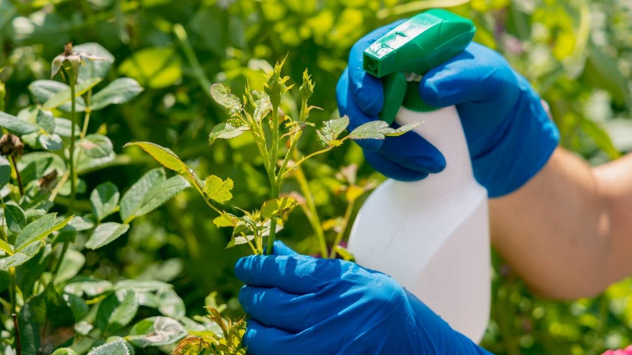 Homemade Bug Repellent Sprays for Plants