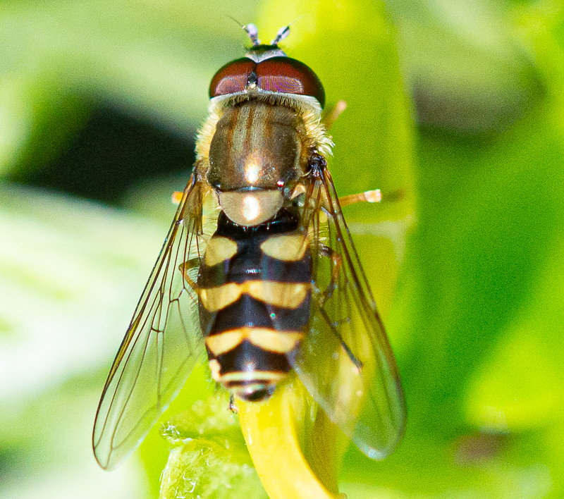 Hoverflies