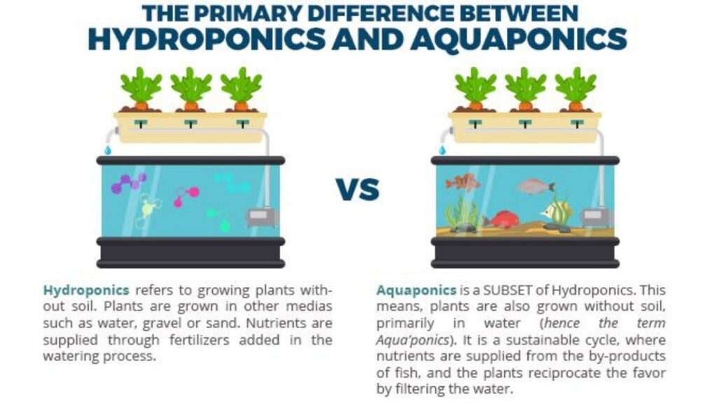 How Hydroponics and Aquaponics Work