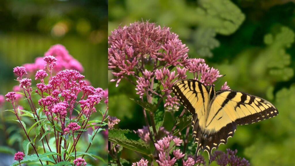 Joe-Pye Weed (Eutrochium purpureum)