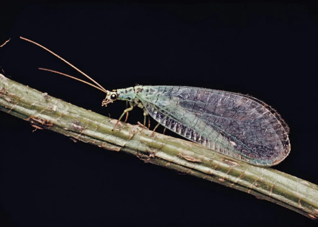 Lacewings