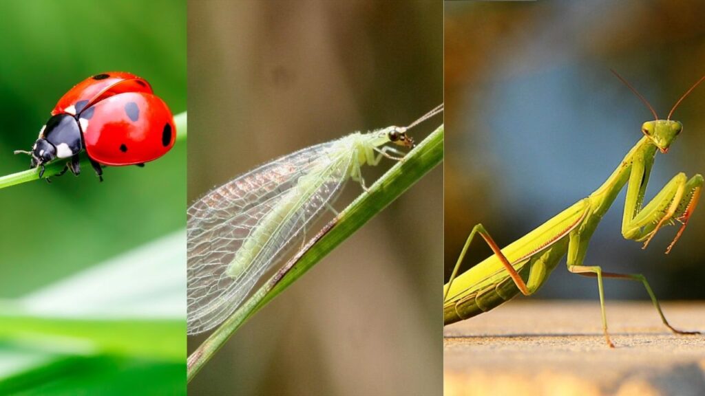 Ladybugs, Lacewings and Praying Mantises