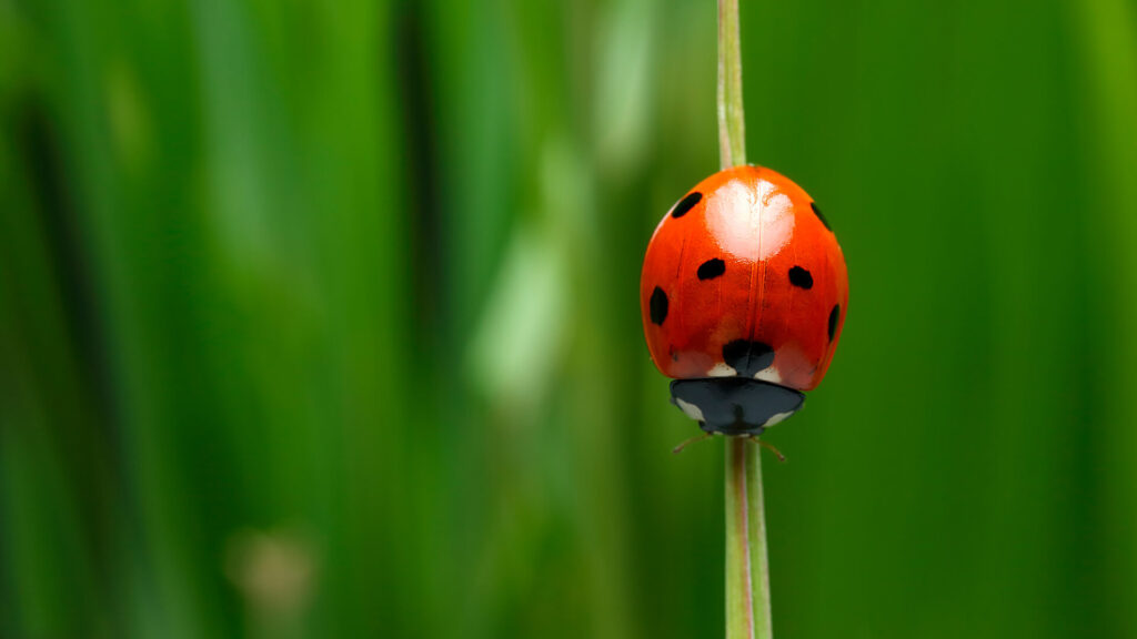 Ladybugs