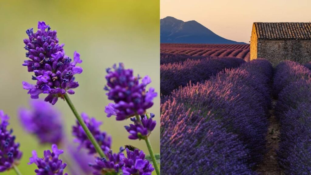 Lavender (Lavandula)