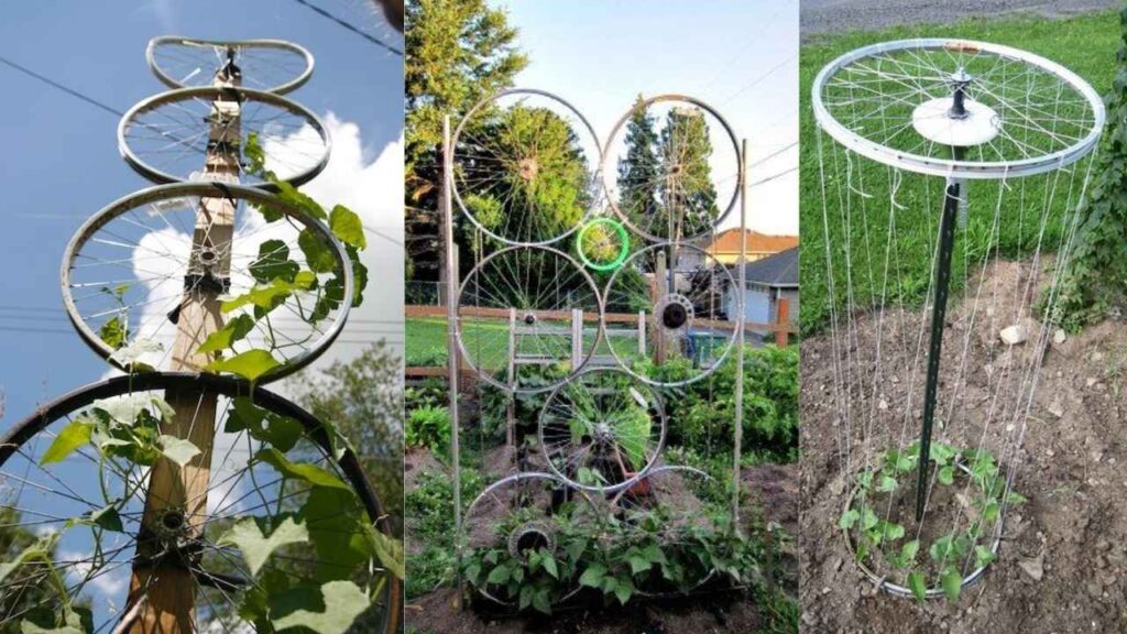 An old bicycle wheels mounted on a wooden pole in a garden, used as a climbing support for plants.