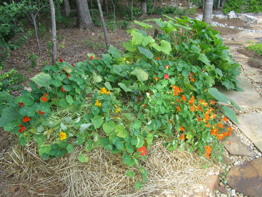 Nasturtiums and Cucumbers