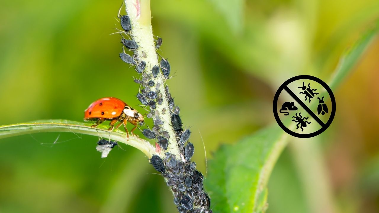 Natural Pest Control Remedies for Home Gardens