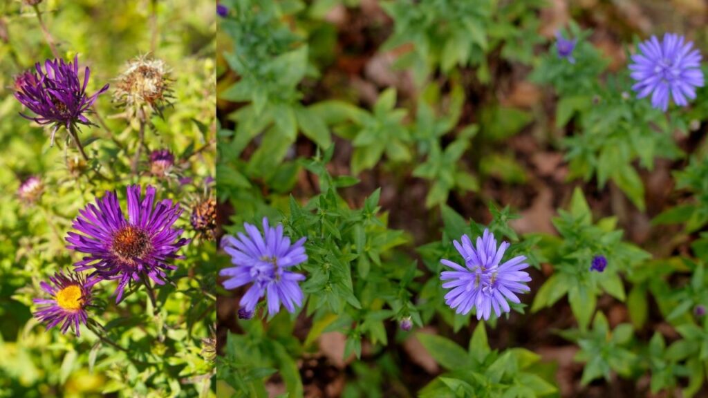 New England Aster (Symphyotrichum novae-angliae)