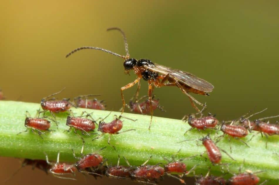 Parasitic Wasps