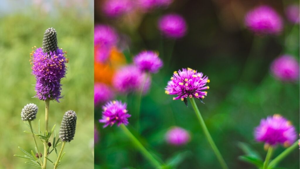 Purple Prairie Clover (Dalea purpurea)