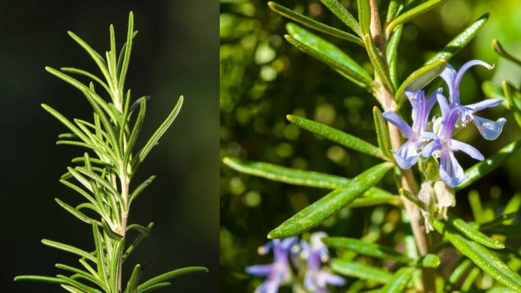 Rosemary (Rosmarinus officinalis)