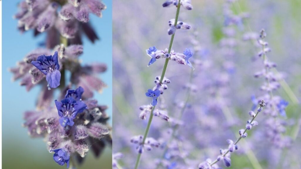 Russian Sage (Perovskia atriplicifolia)