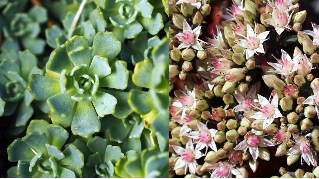 Sedum (Stonecrop)