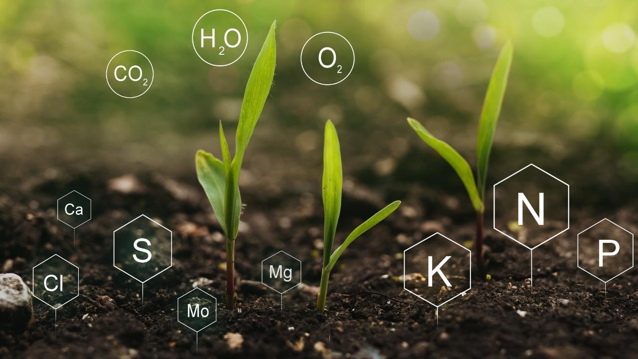 Soil Fertility