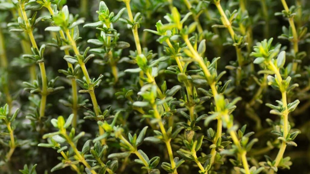 Thyme