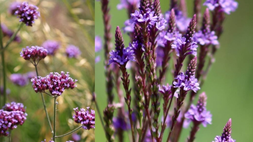 Verbena