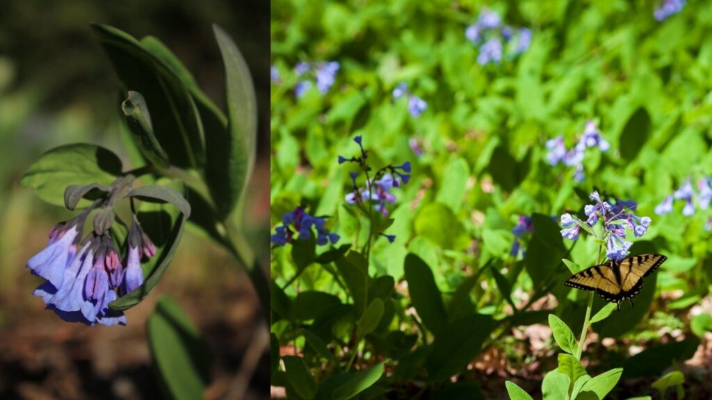 Virginia Bluebells (Mertensia virginica)