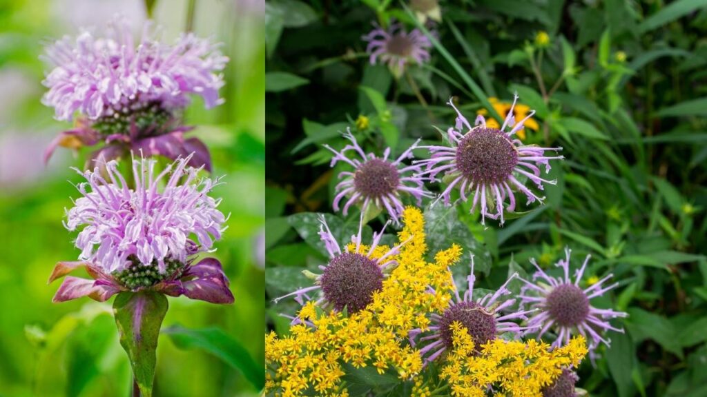 Wild Bergamot (Monarda fistulosa)