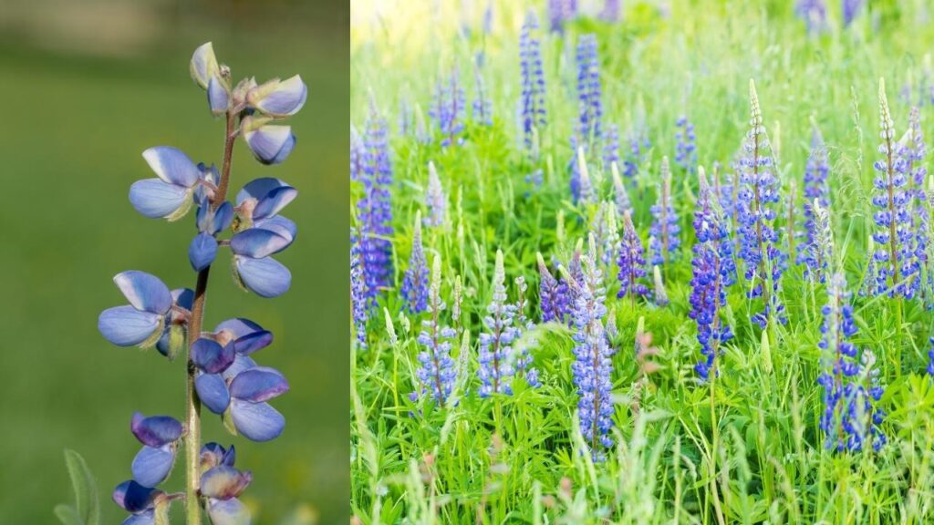 Wild Lupine (Lupinus perennis)