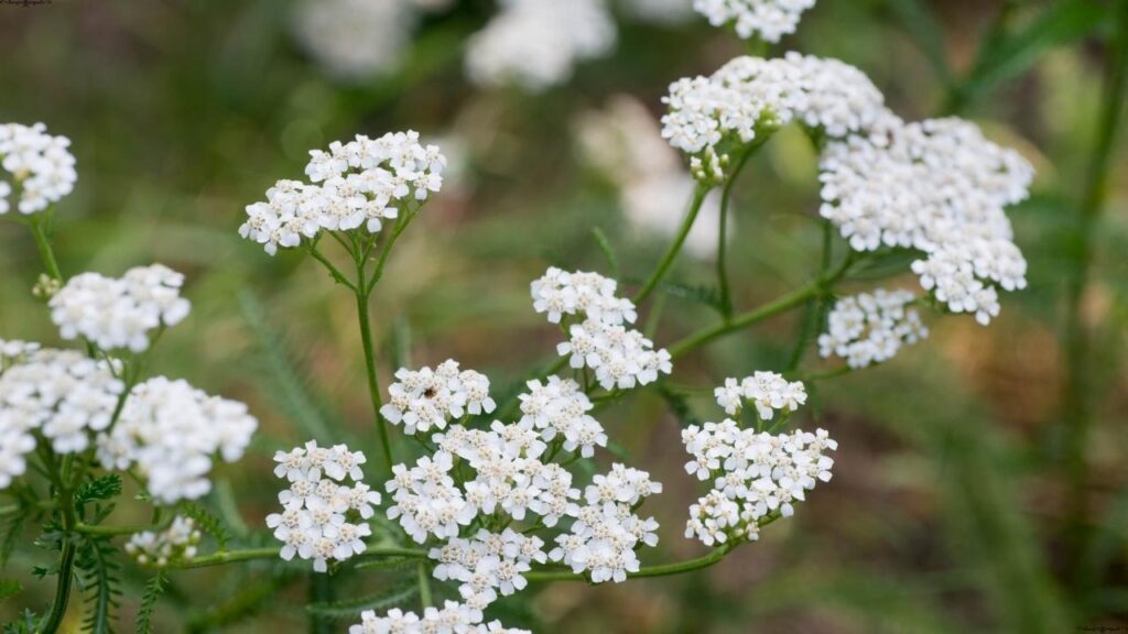 Yarrow (Achillea millefolium)