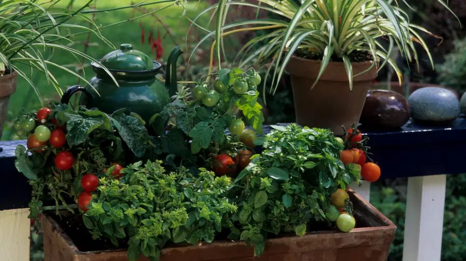 Urban balcony garden flourishing with vegetables and flowers