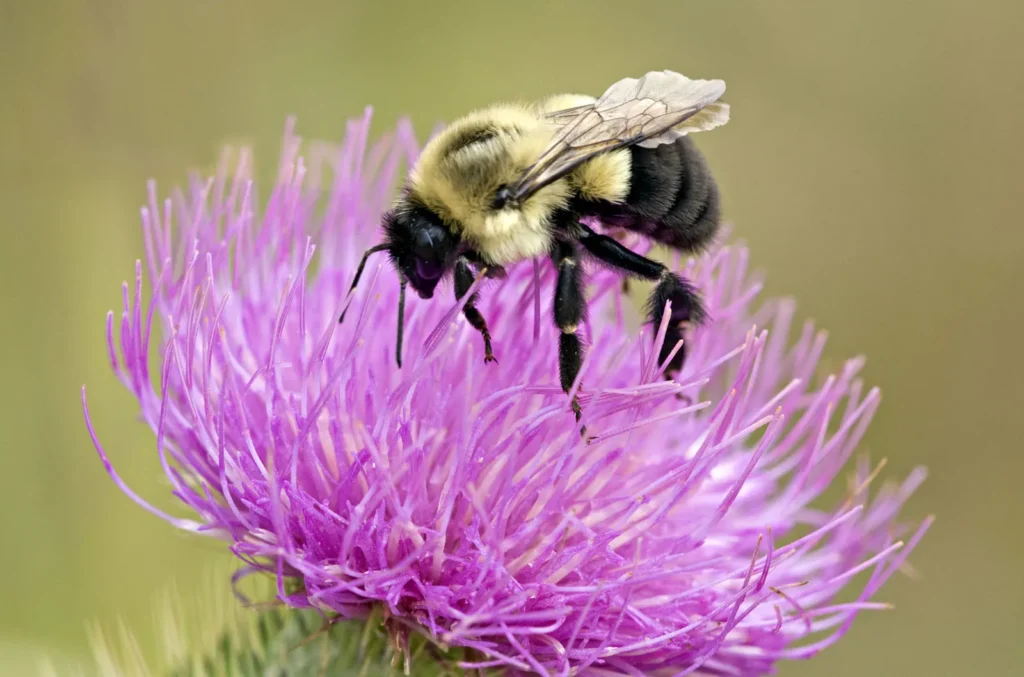 Bumblebees