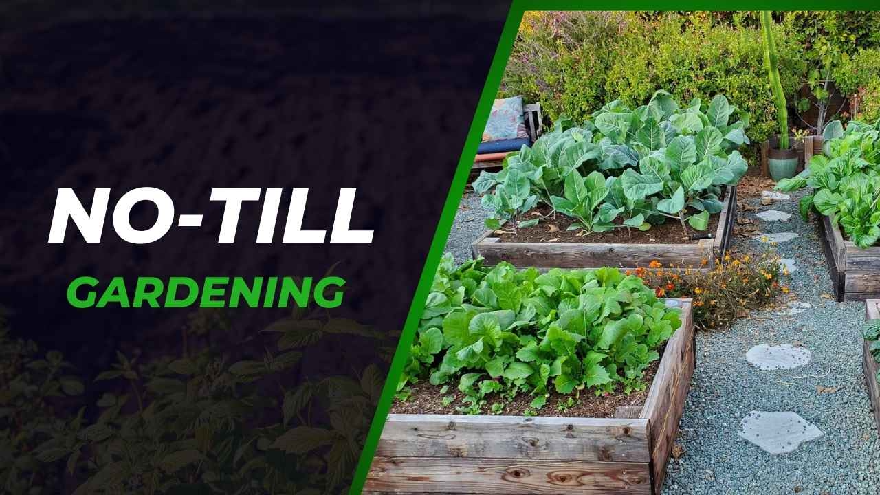 No-Till Gardening