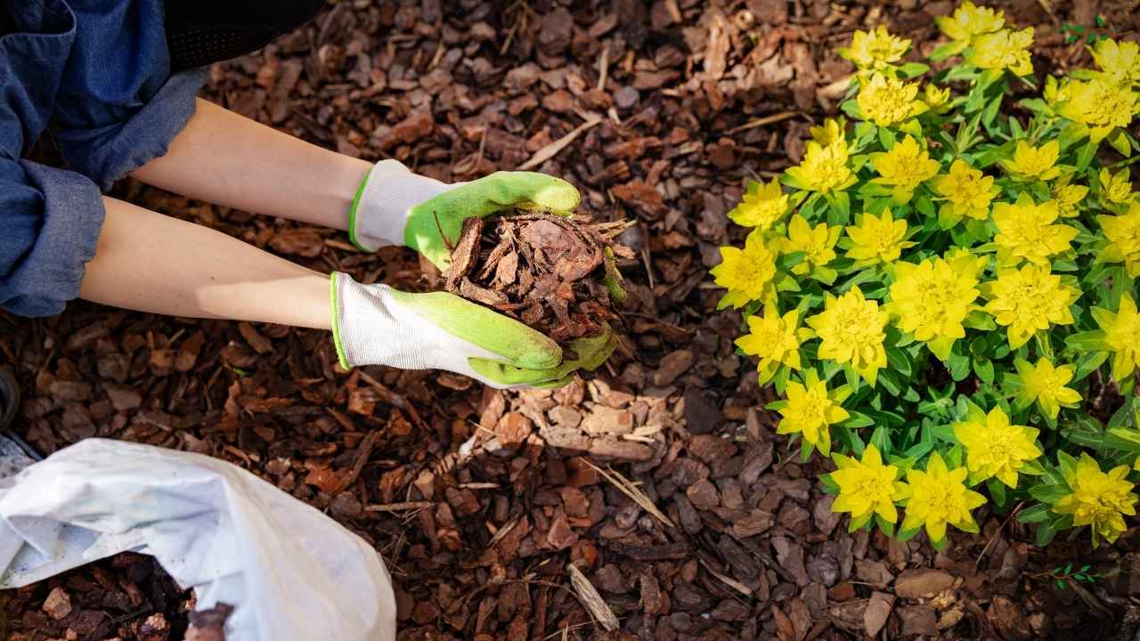 organic mulching