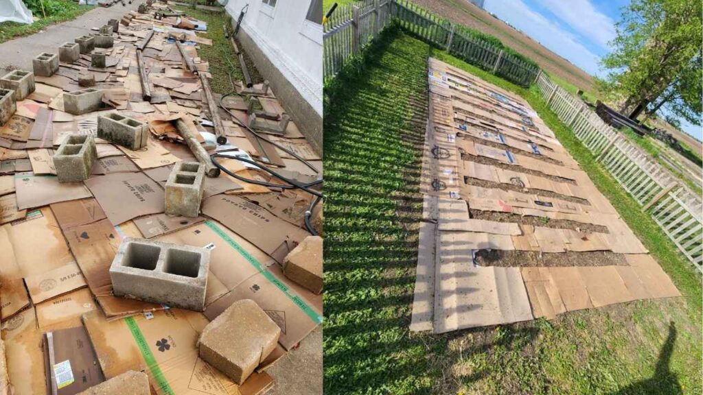 smother weeds using cardboard