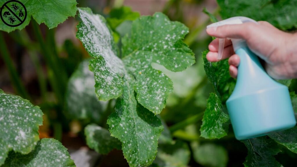 vinegar spray for plants